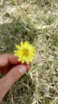 Image of Carolina desert-chicory