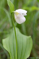 Image of Spotted lady's slipper