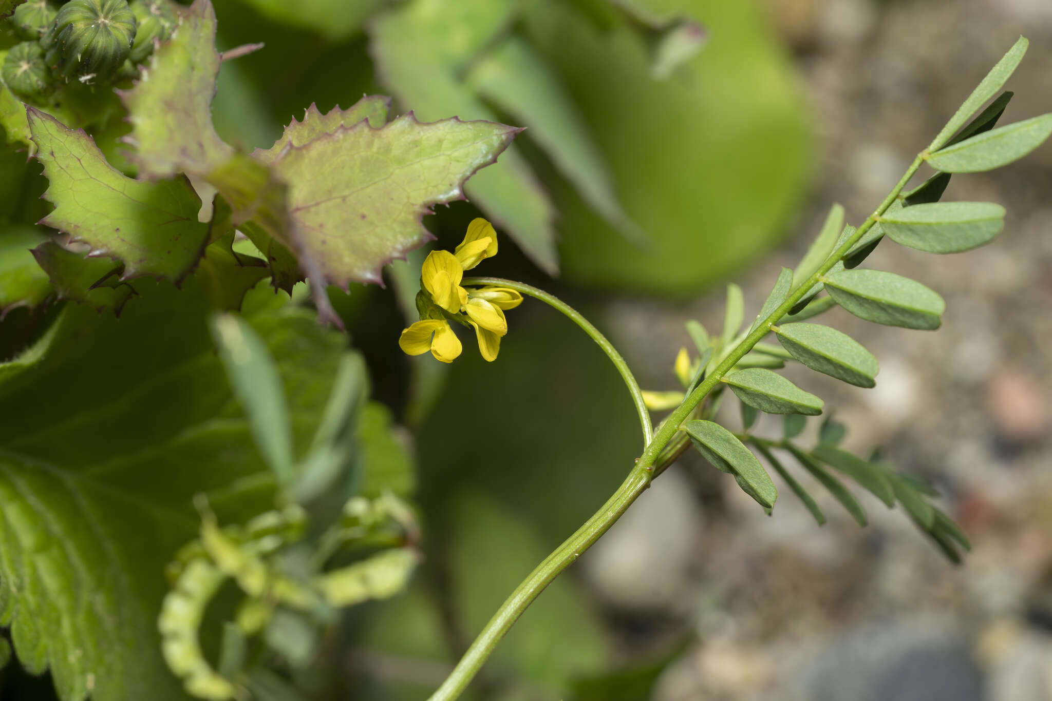 Image de Hippocrepis multisiliquosa L.