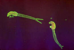 Image de Schistosoma mansoni