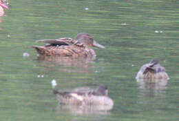 Image of Meller's Duck