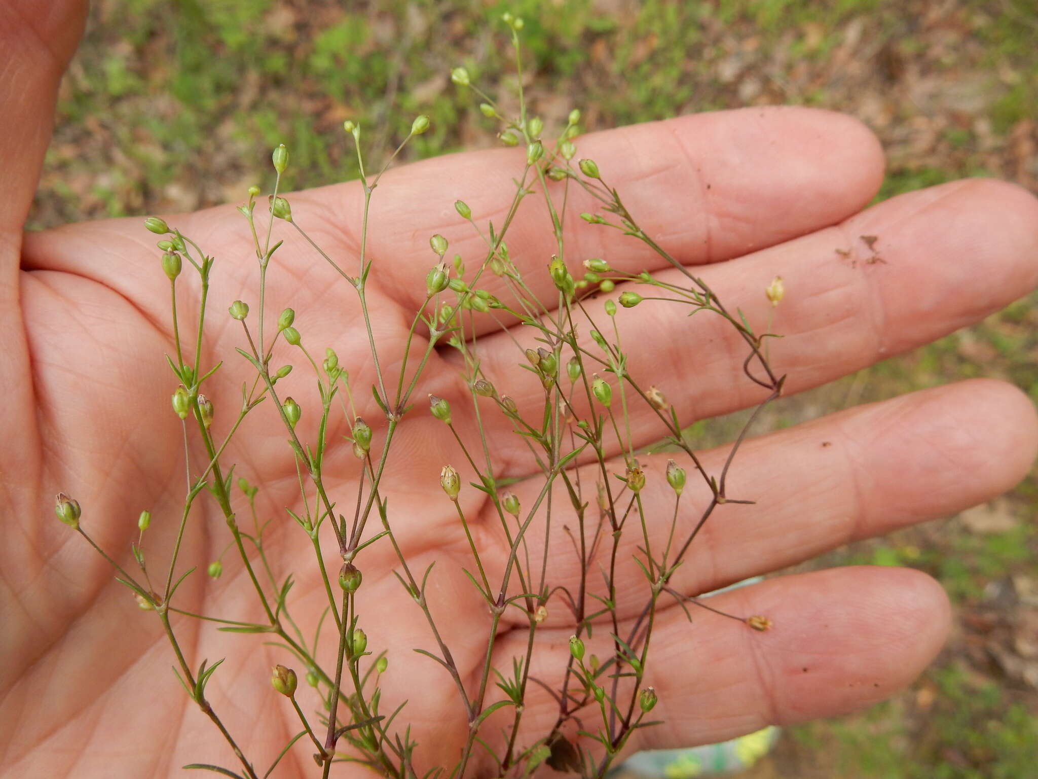 Слика од Arenaria benthamii Fenzl ex Torr. & Gray