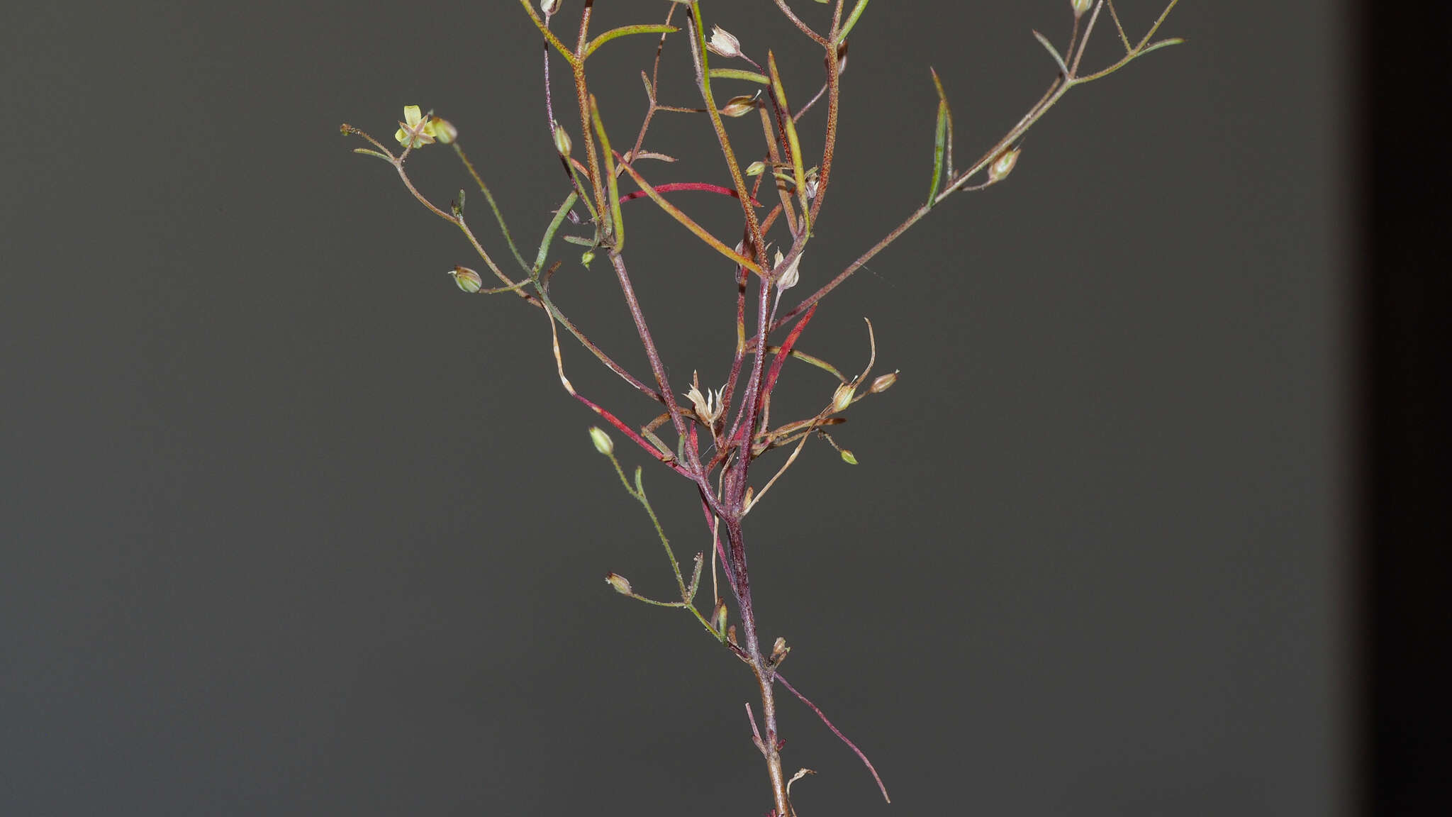 Image de Linanthus filiformis (Parry ex A. Gray) J. M. Porter & L. A. Johnson