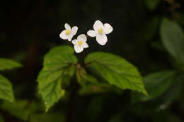 Слика од Begonia decandra Pav. ex A. DC.