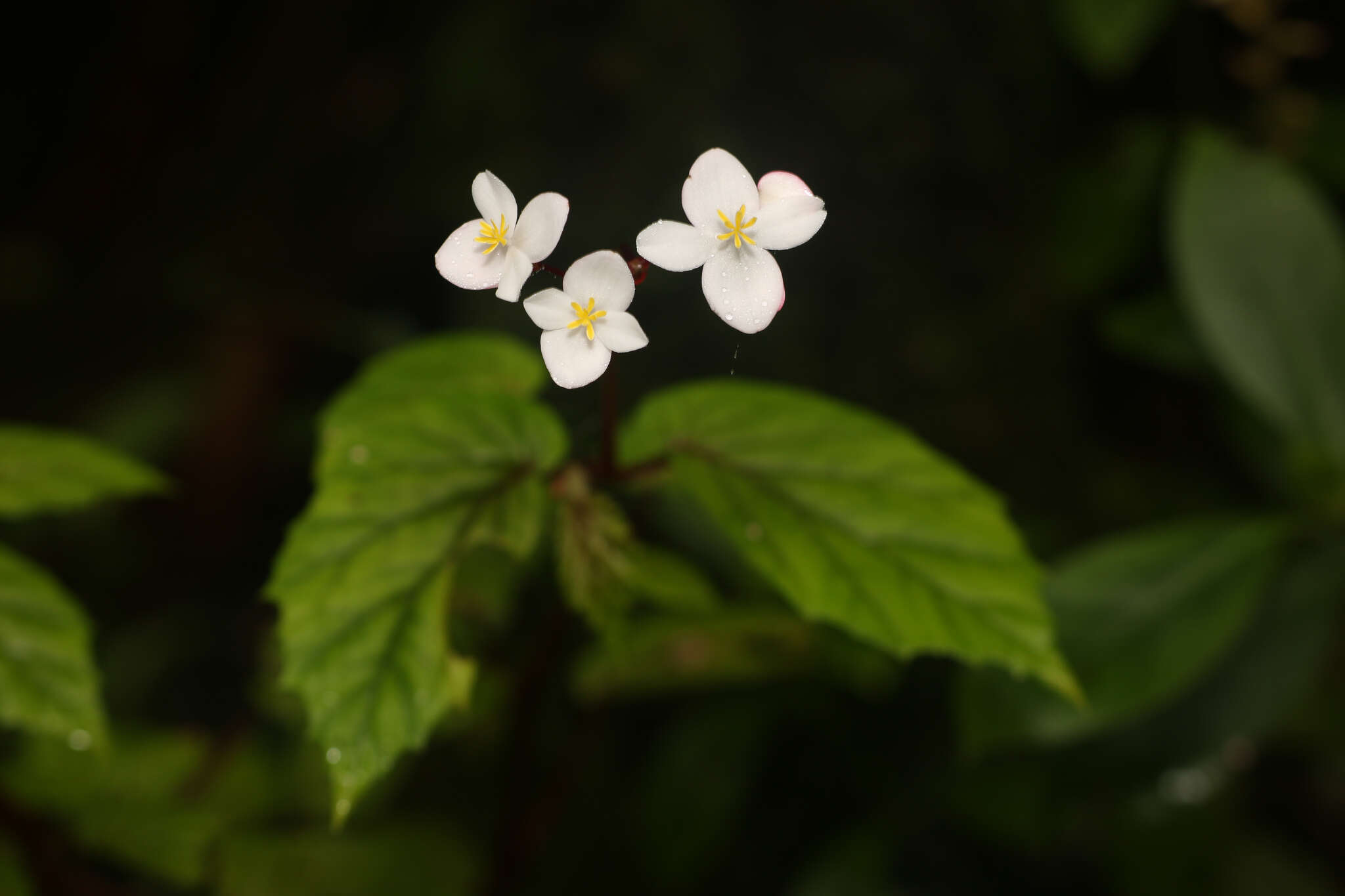 Слика од Begonia decandra Pav. ex A. DC.