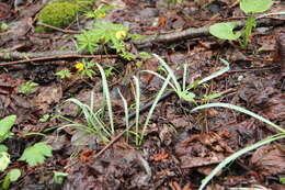 Image of Galanthus angustifolius Koss