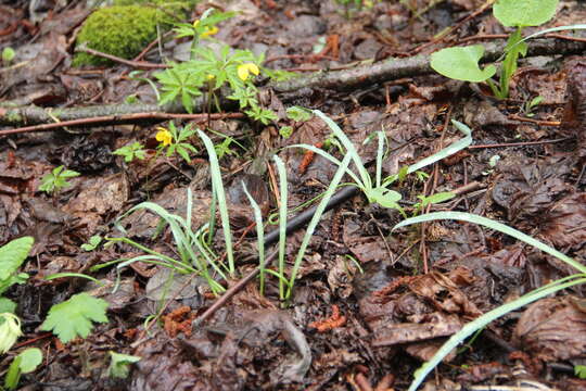 Image of Galanthus angustifolius Koss