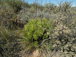 Image of Tylecodon wallichii subsp. wallichii