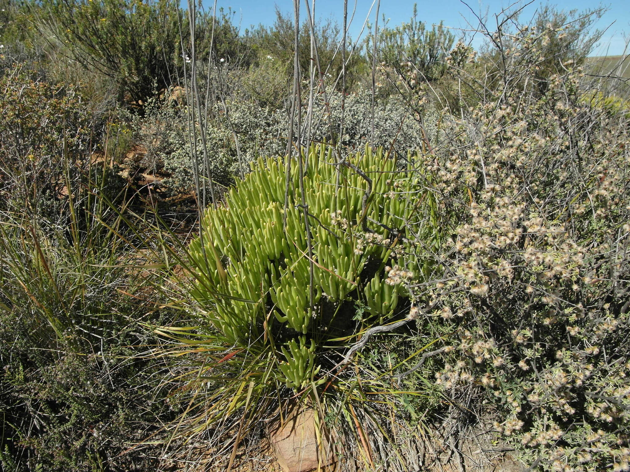 Image of Tylecodon wallichii subsp. wallichii