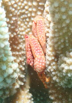 Image of yellow-spotted guard crab