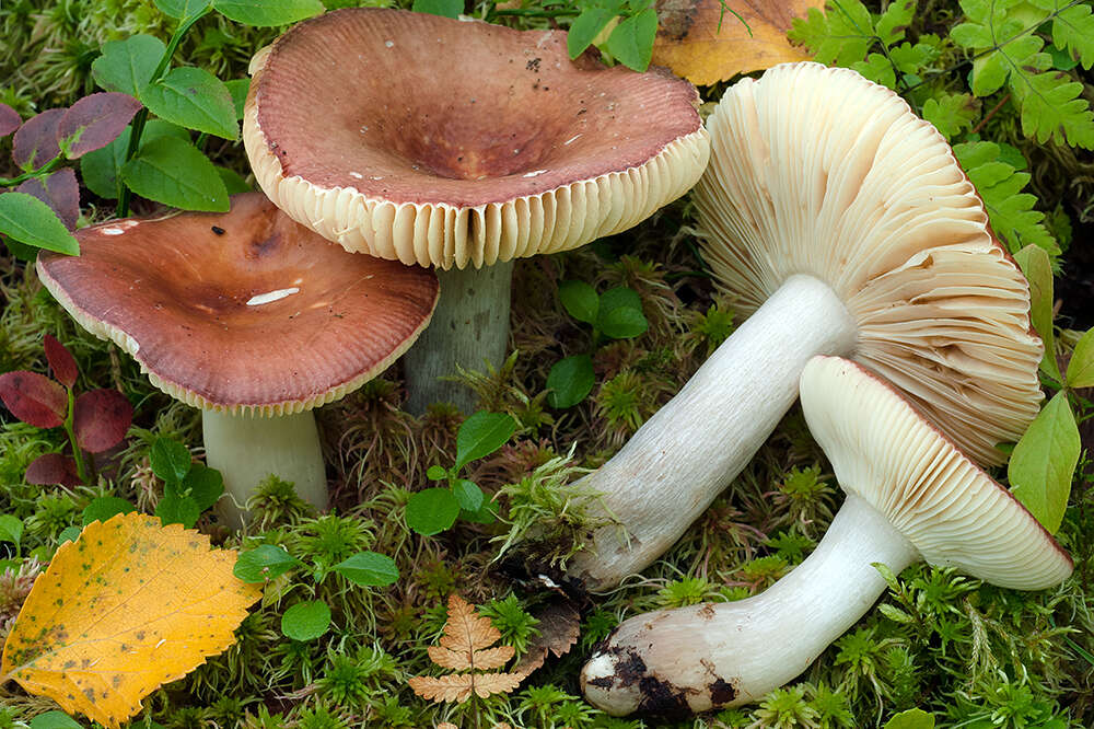 Image de Russula rivulicola Ruots. & Vauras 2000