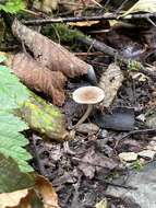 صورة Inocybe curvipes P. Karst. 1890