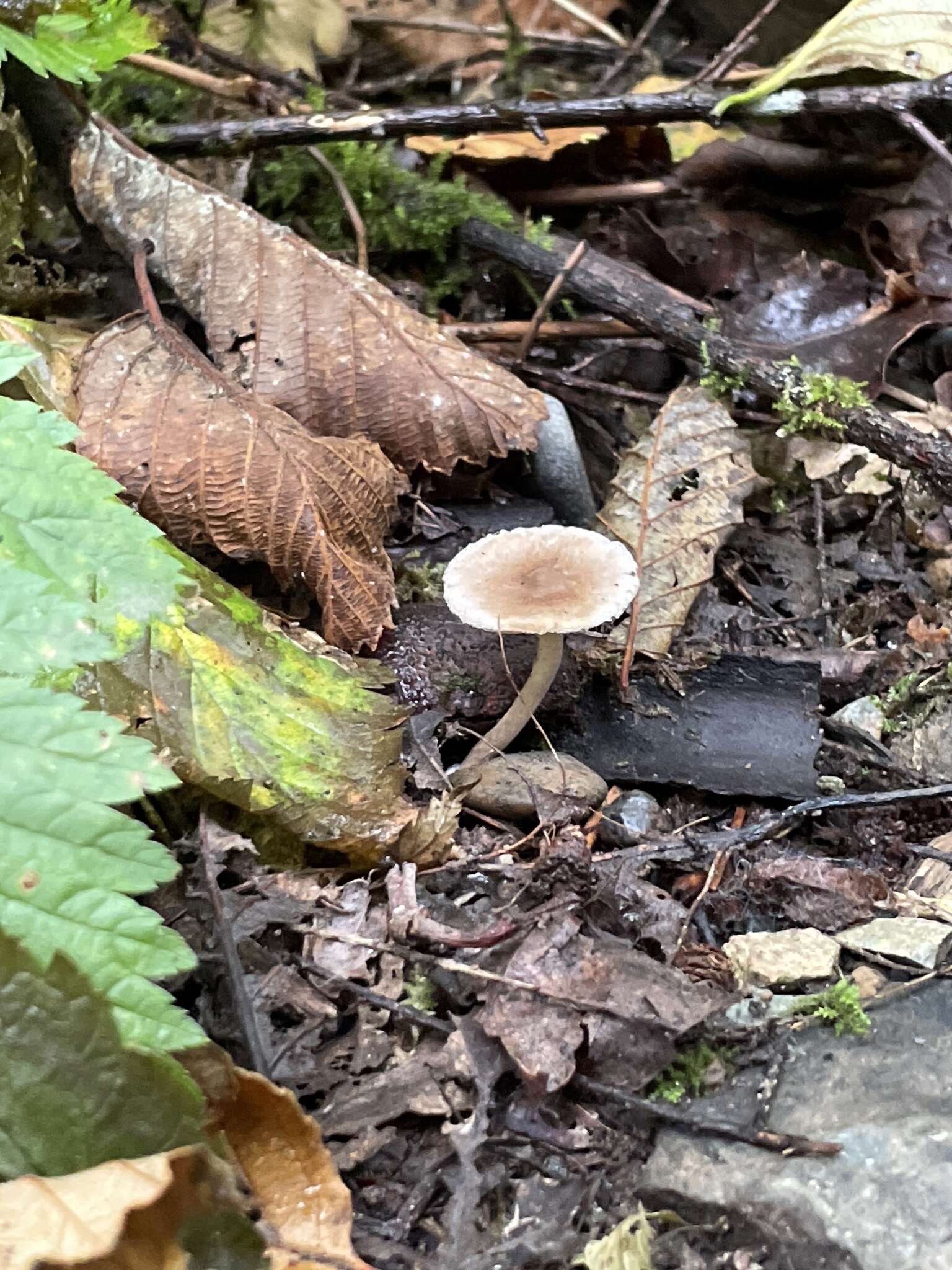 Image of Inocybe curvipes P. Karst. 1890