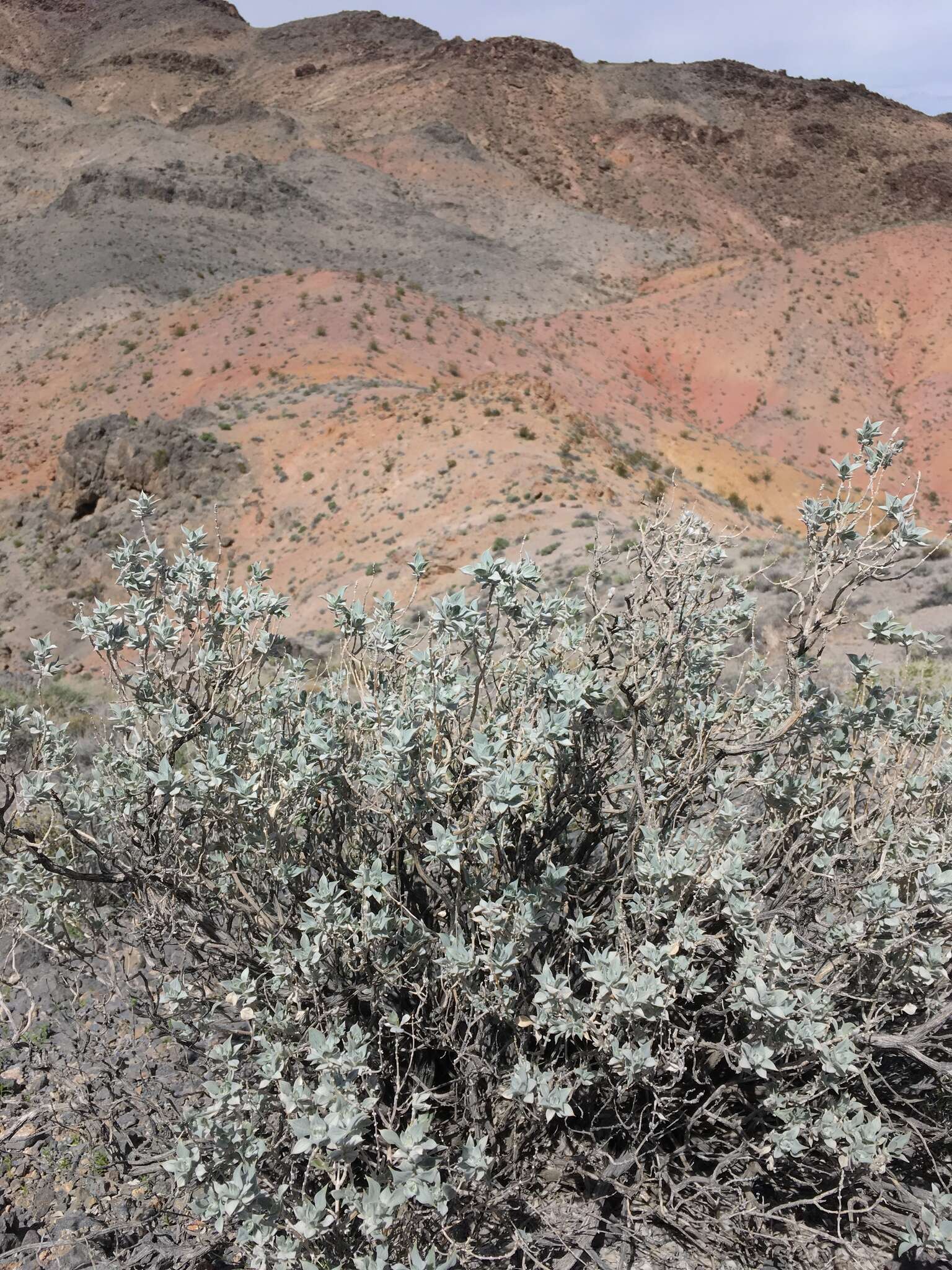 Image of woolly sage