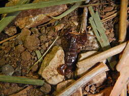 Image of Didymocentrus krausi Francke 1978