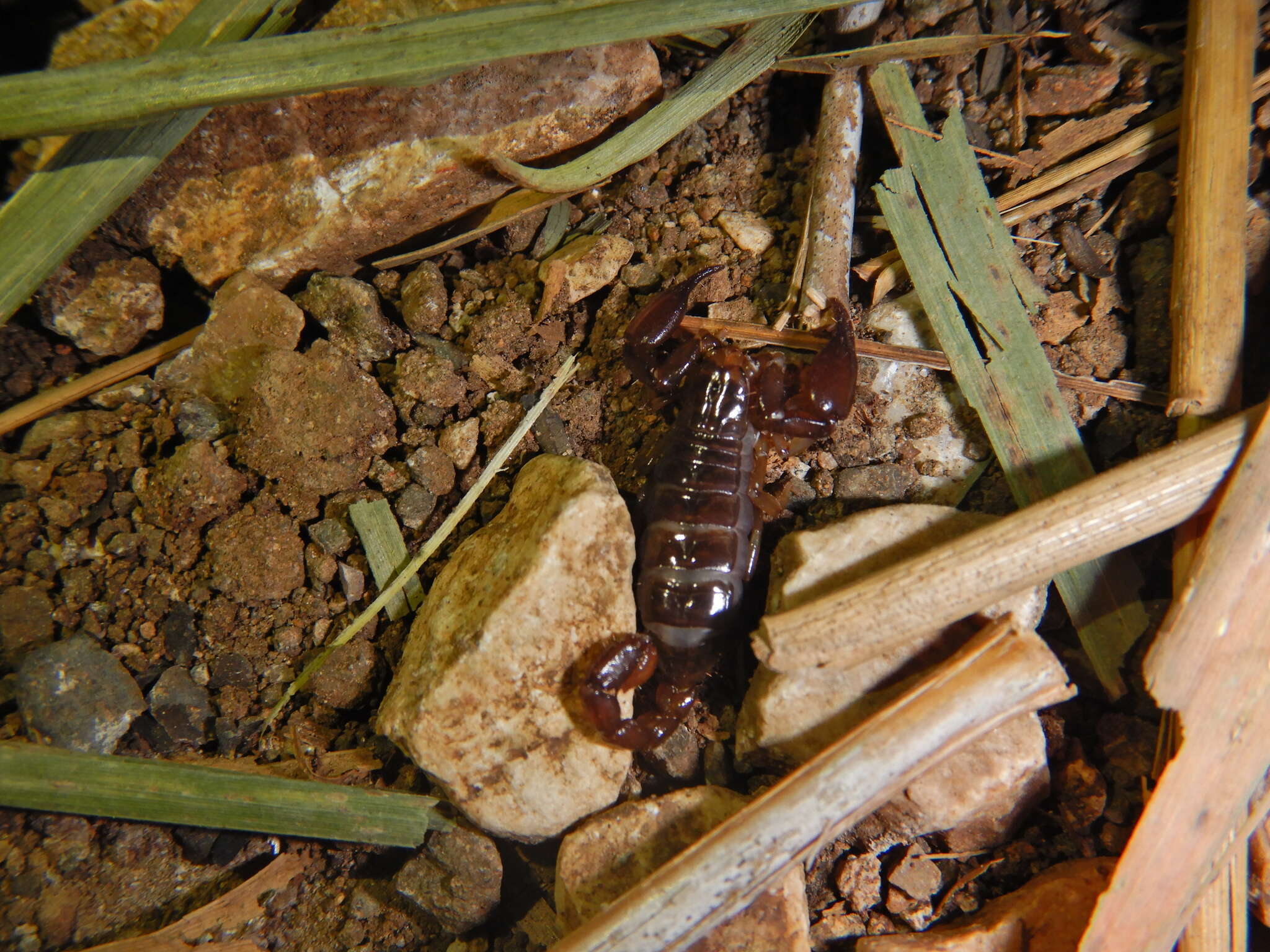 Слика од Didymocentrus krausi Francke 1978