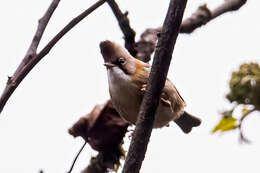 Imagem de Yuhina occipitalis Hodgson 1836