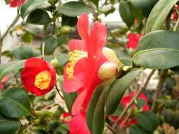 Image of camellia