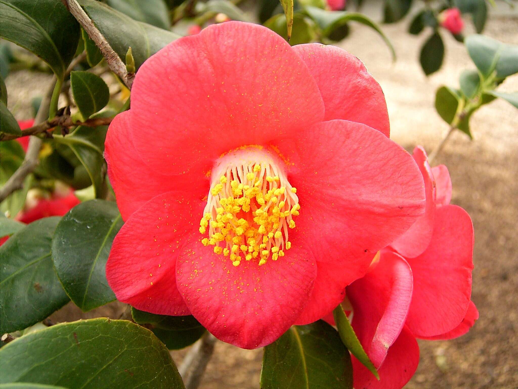 Image of camellia