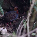 Image of Chestnut-breasted Hill Partridge