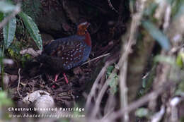 Image of Chestnut-breasted Hill Partridge