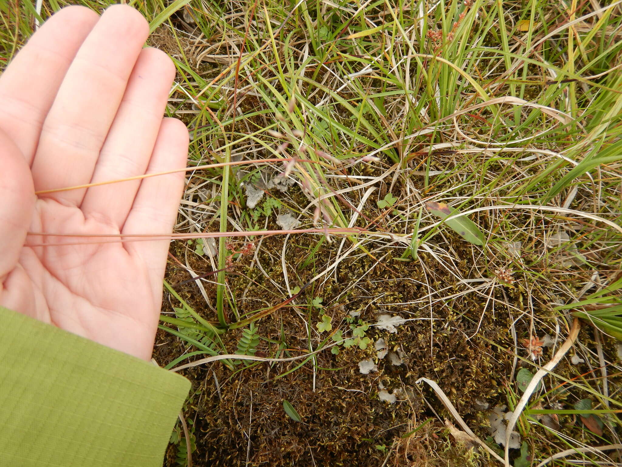 Image of Holm's reedgrass