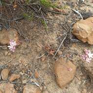 Imagem de Dudleya crassifolia Dodero & M. G. Simpson