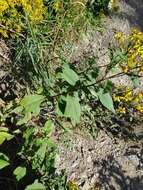 Image of Senecio nemorensis subsp. glabratus (Herborg) C. Oberprieler