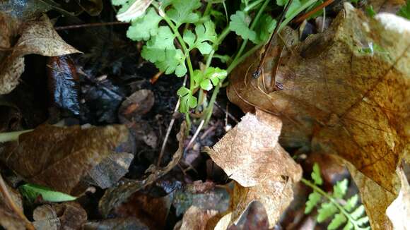 Image of lowland bladderfern