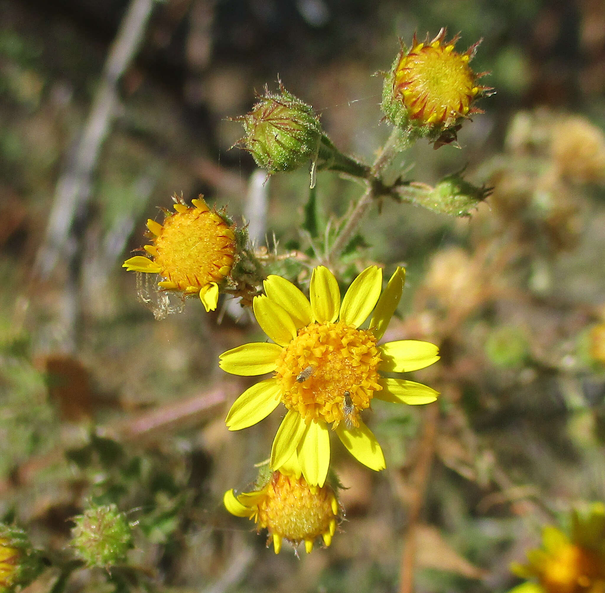 Plancia ëd Anisopappus schinzii (O. Hoffm.) Bengtson, M. Englund, Pruski & Anderb.