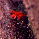 Imagem de Dendrobium dekockii J. J. Sm.