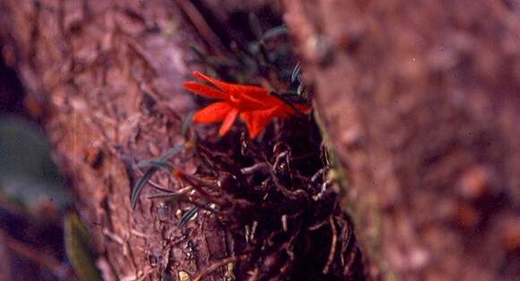 Dendrobium dekockii J. J. Sm. resmi