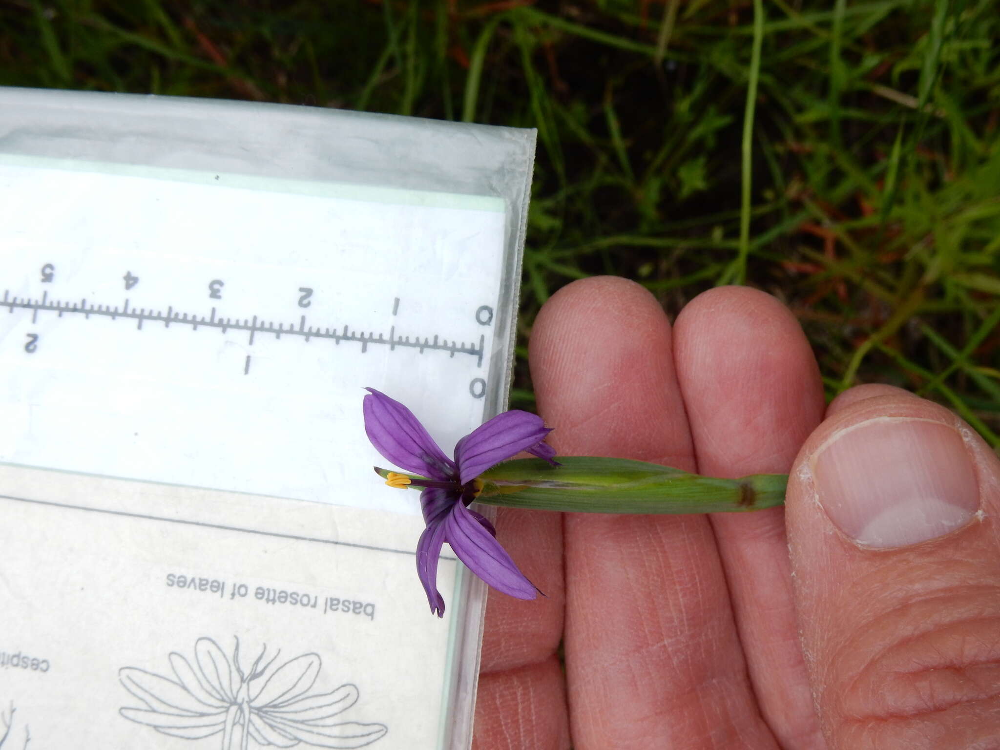 Image of Hitchcock's Blue-Eyed-Grass