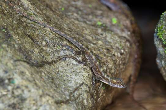 Image of Lion Anole