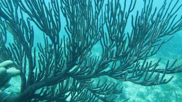 Image of Black Sea rod