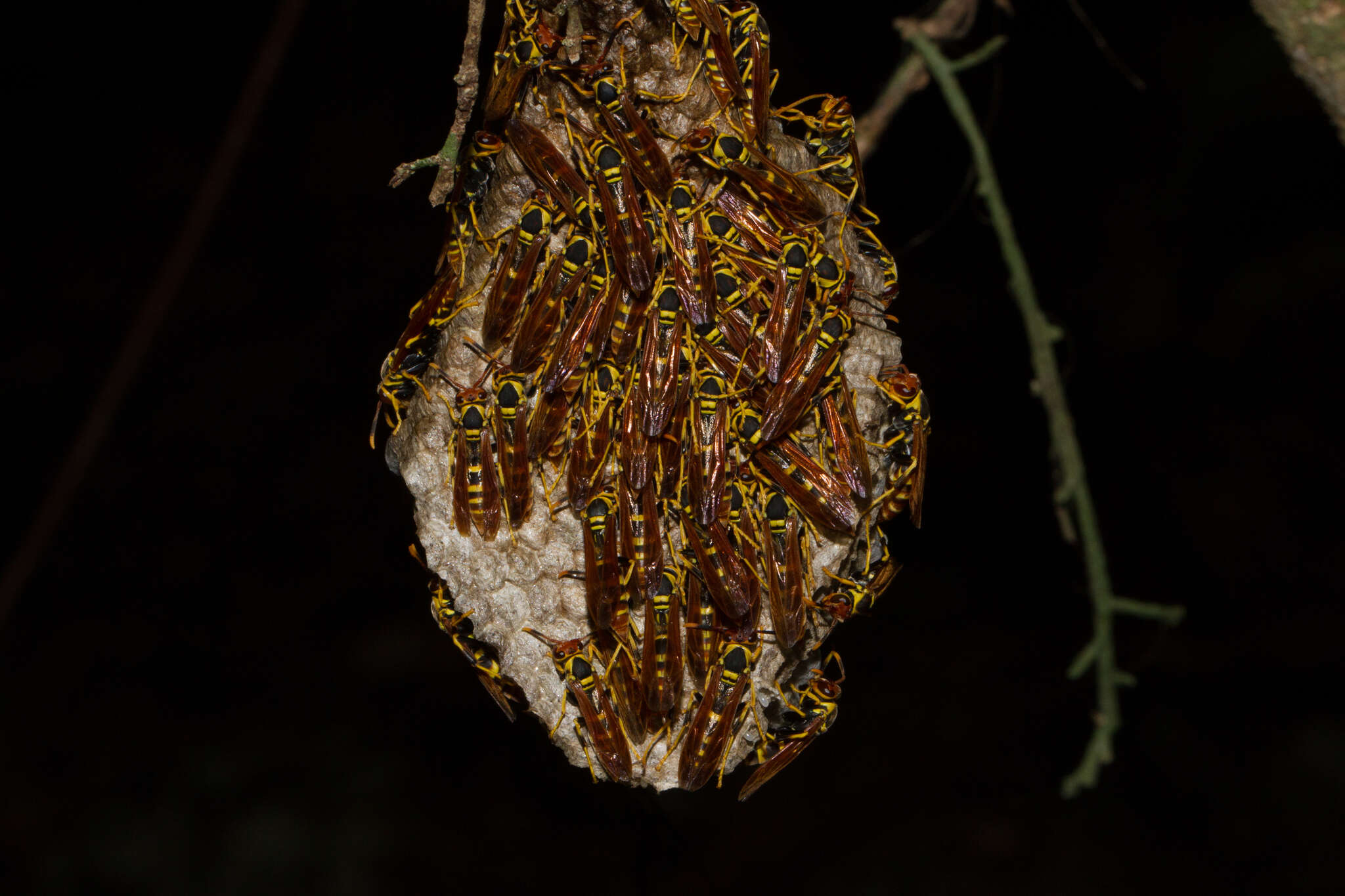 Image of Polistes crinitus (Felton 1764)