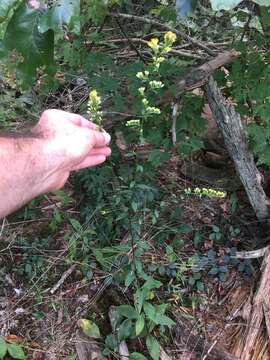 Image of Atlantic goldenrod