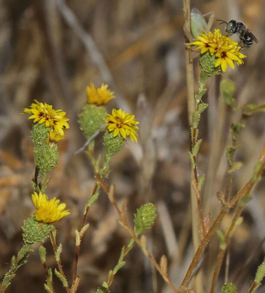 Plancia ëd Lessingia pectinata Greene