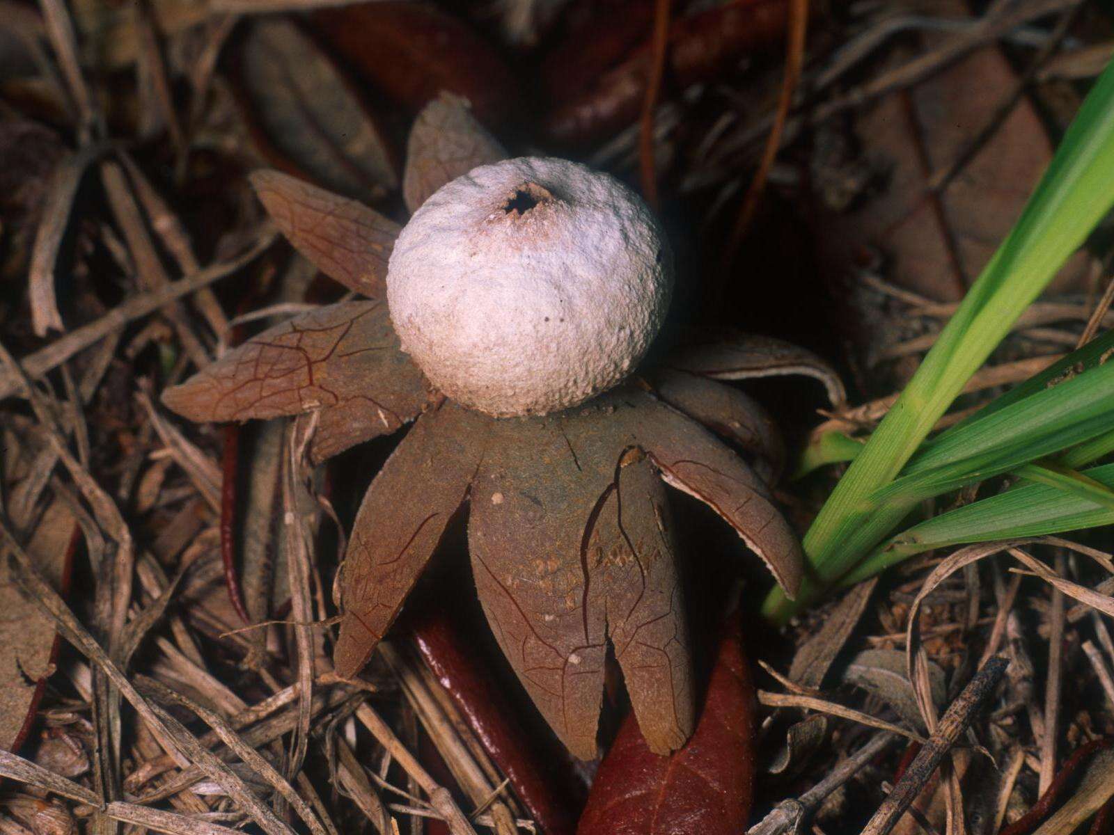 Image of False Earthstar