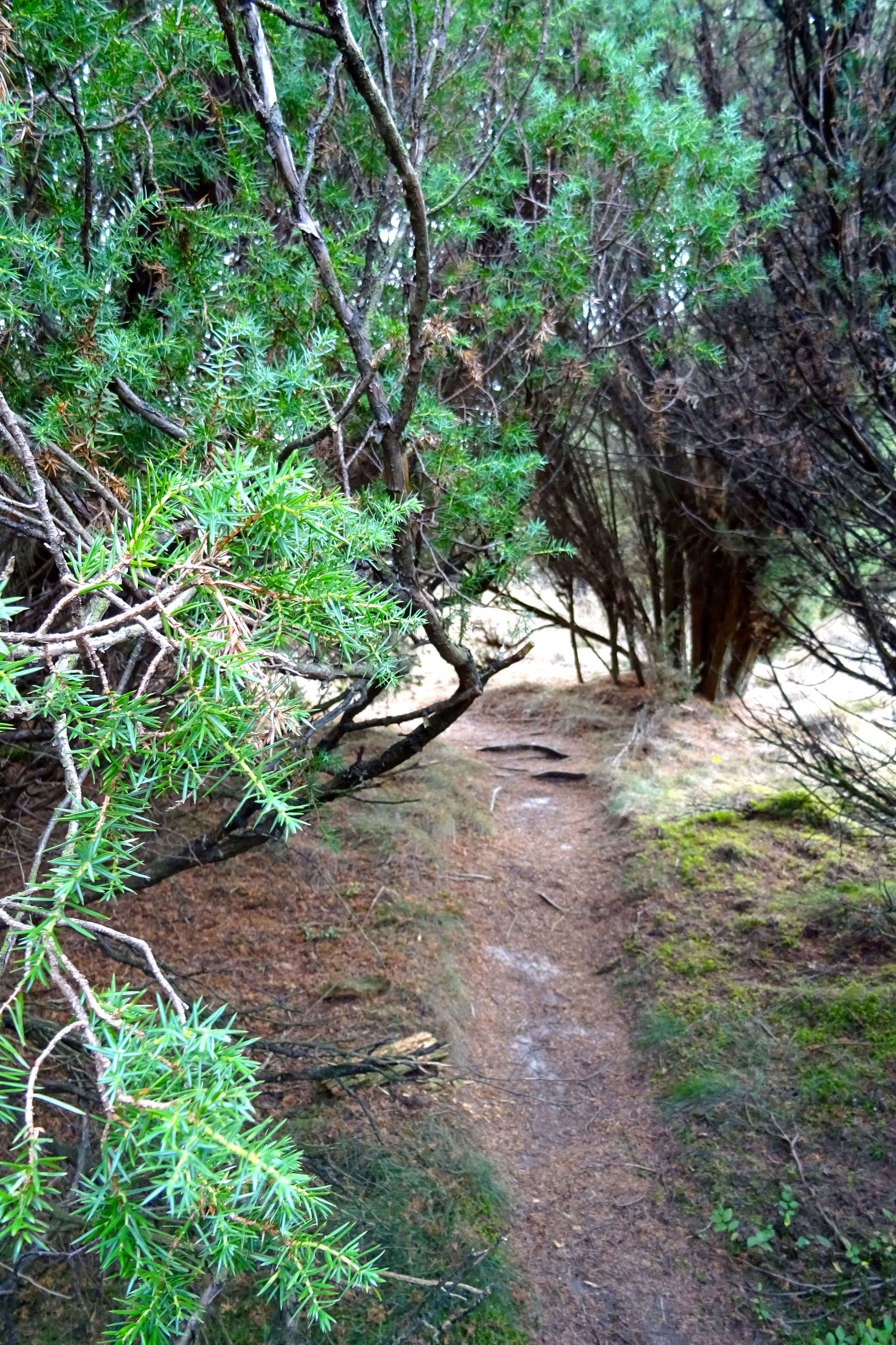 Image of Common Juniper