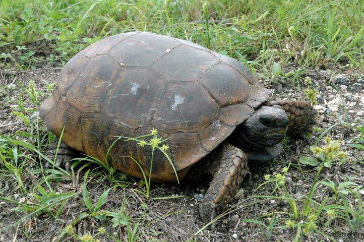 Image of (Florida) Gopher Tortoise