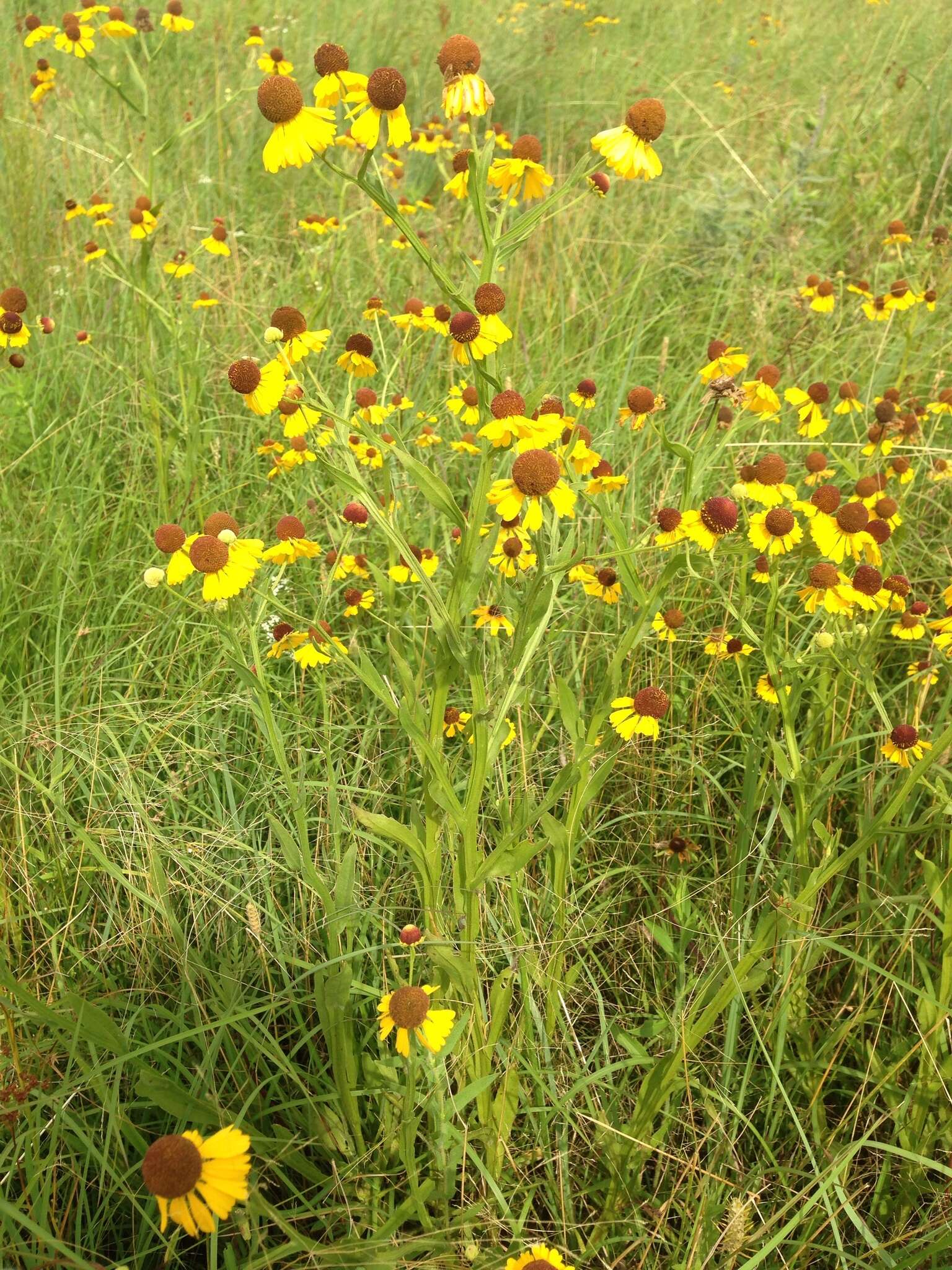 Imagem de Helenium flexuosum Rafin.