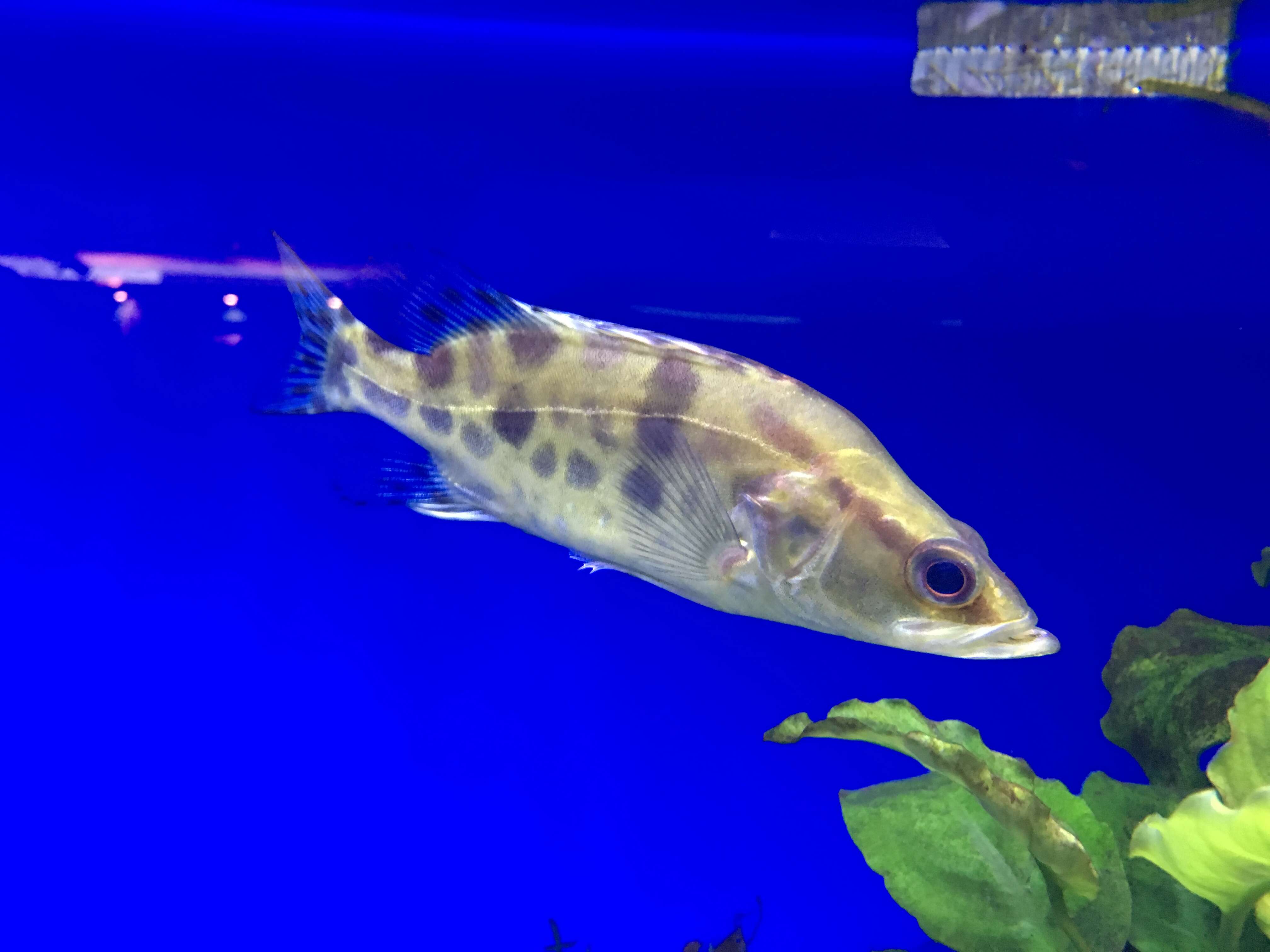Image of Mandarin fish