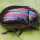 Image of Chrysolina cerealis