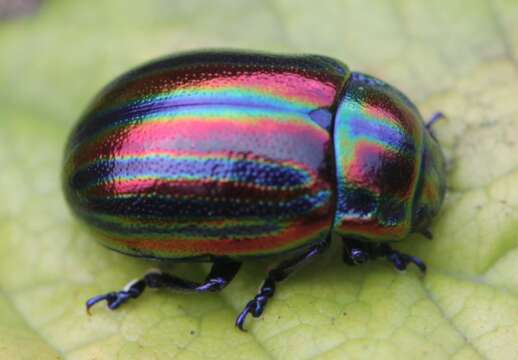 Image of Chrysolina cerealis