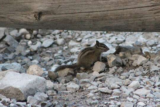 Image of Palmer’s Chipmunk