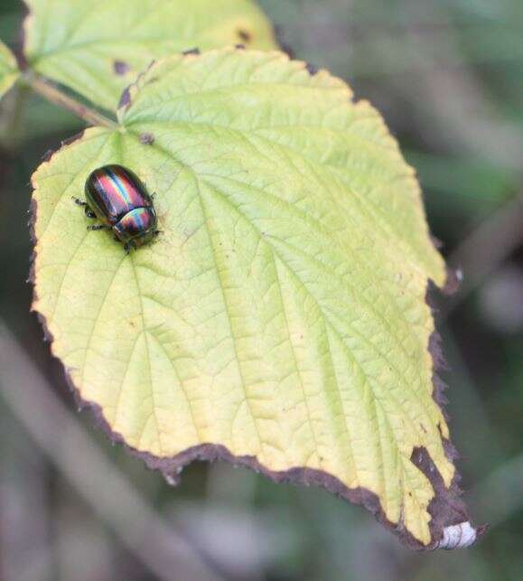 Image of Chrysolina cerealis