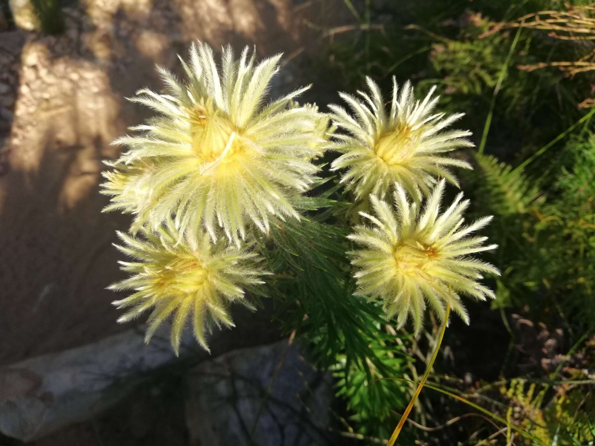 Image of Phylica pubescens var. pubescens