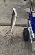 Image of Spinner Shark