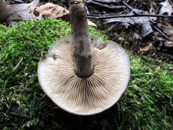 Image of Agrocybe firma (Peck) Singer 1940